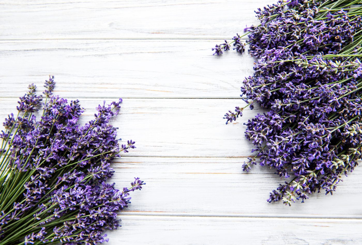 Lavender botanicals
