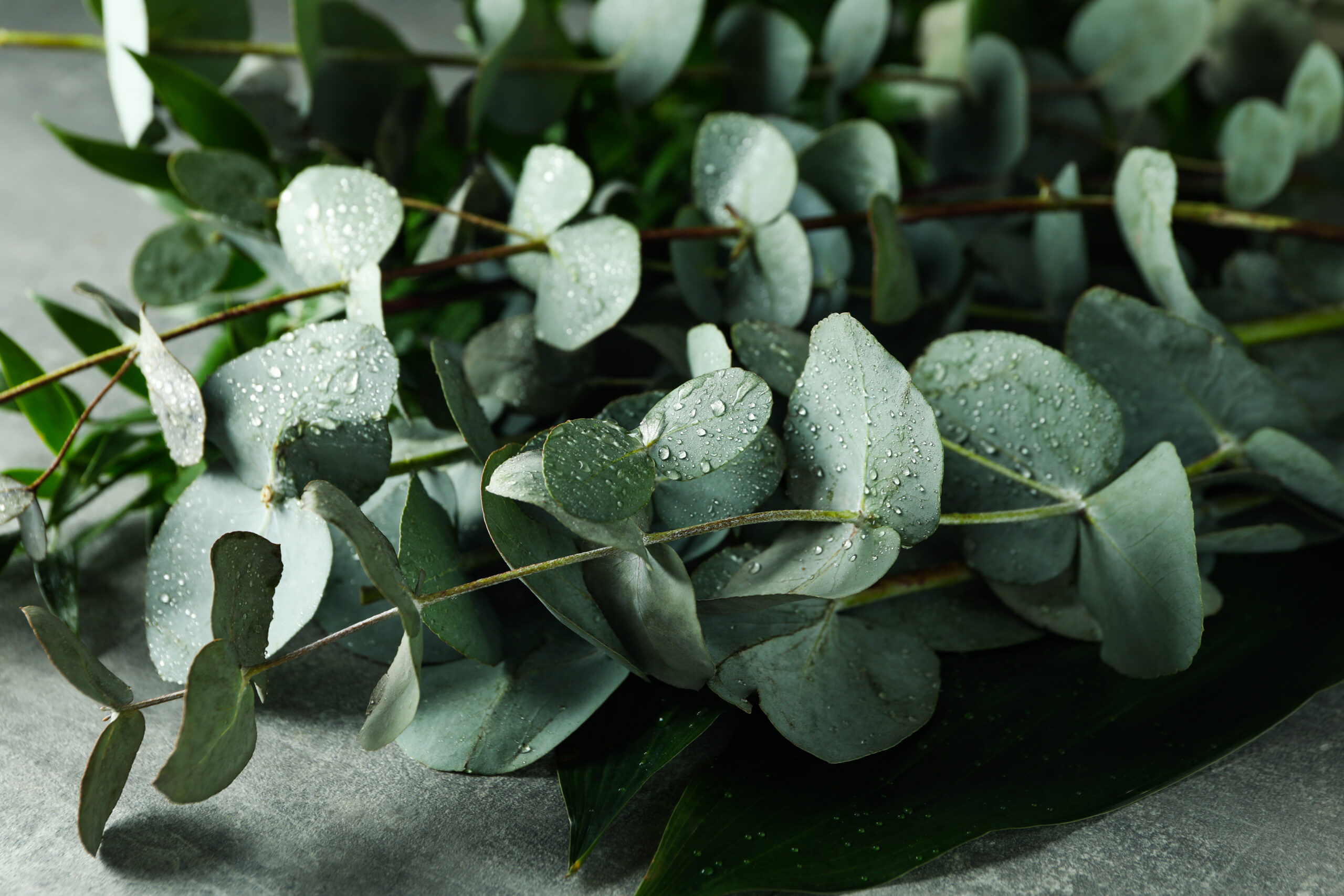 eucalyptus 
